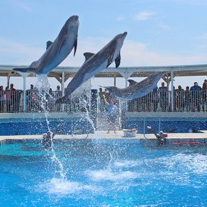 Gulfarium Marine Adventure Park